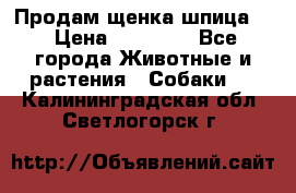 Продам щенка шпица.  › Цена ­ 15 000 - Все города Животные и растения » Собаки   . Калининградская обл.,Светлогорск г.